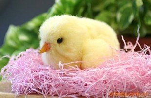 Free Shipping , Robot Chick Sega Toy Chick Song Chick,children Gift