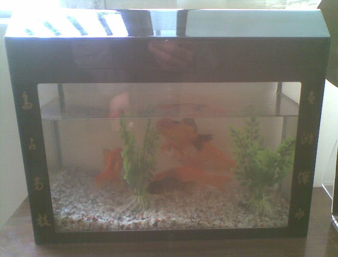RH010 Modern Design Acrylic Fish Tank