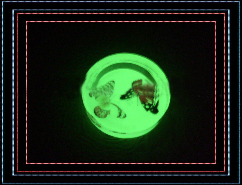 SHIPPING FREE+QUALITY GURANTEE+FLASH/SELF-LUMINOUS GLASS FRUIT PLATE+8PCS/LOT IN WHOLESALE!