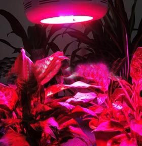Chrome Die-Casting Circuitry Boar Red Light Wave 50W Rated Power Garden Lights