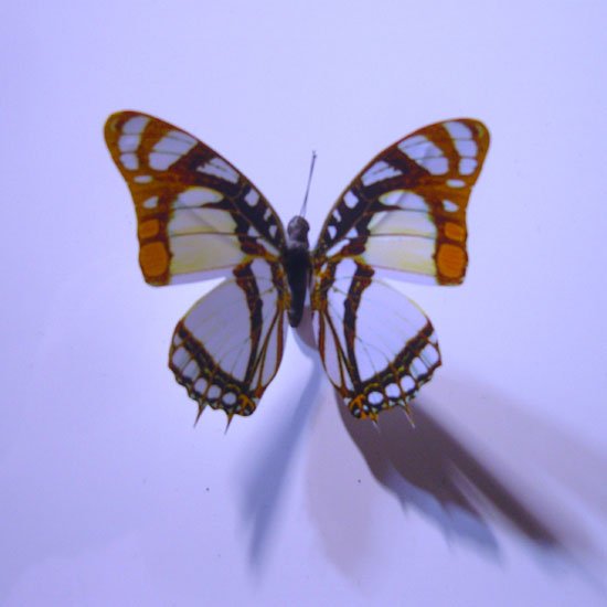 The Beautiful Butterfly Fridge Magnet