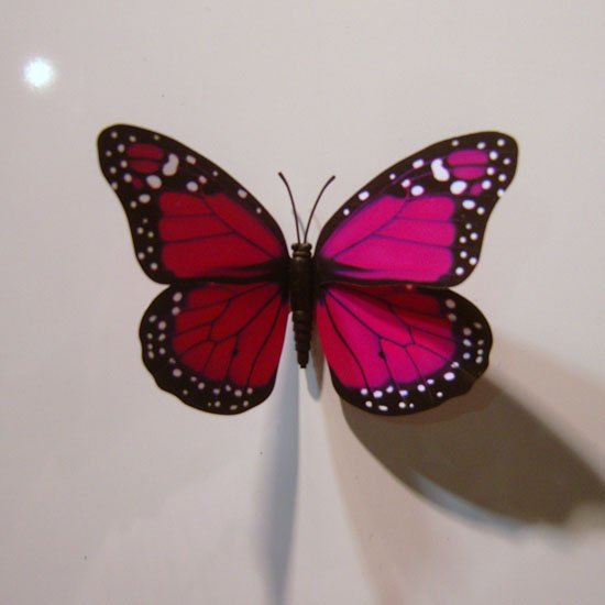The Beautiful Butterfly Fridge Magnet