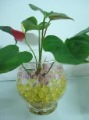 Water Absorbent Polymer
