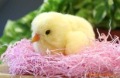 Free Shipping , Robot Chick Sega Toy Chick Song Chick,children Gift