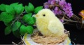 Sega Toys Sega Dreamy Chicken Wings to Take ~ 20 Days Chick