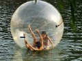 Free ShippingSupply of Water Transparency Walking Ball / Water Ball /(wg_200050)