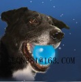 Free Shipping, Dog Toys, Pet Toys, Dog Love, Entertainment, Toys