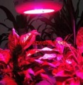 Chrome Die-Casting Circuitry Boar Red Light Wave 50W Rated Power Garden Lights