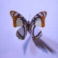 The Beautiful Butterfly Fridge Magnet