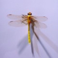 The Beautiful Dragonfly Fridge Magnet
