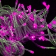 Purple LED String Light Wedding & Festival & Party Christmas Decorations